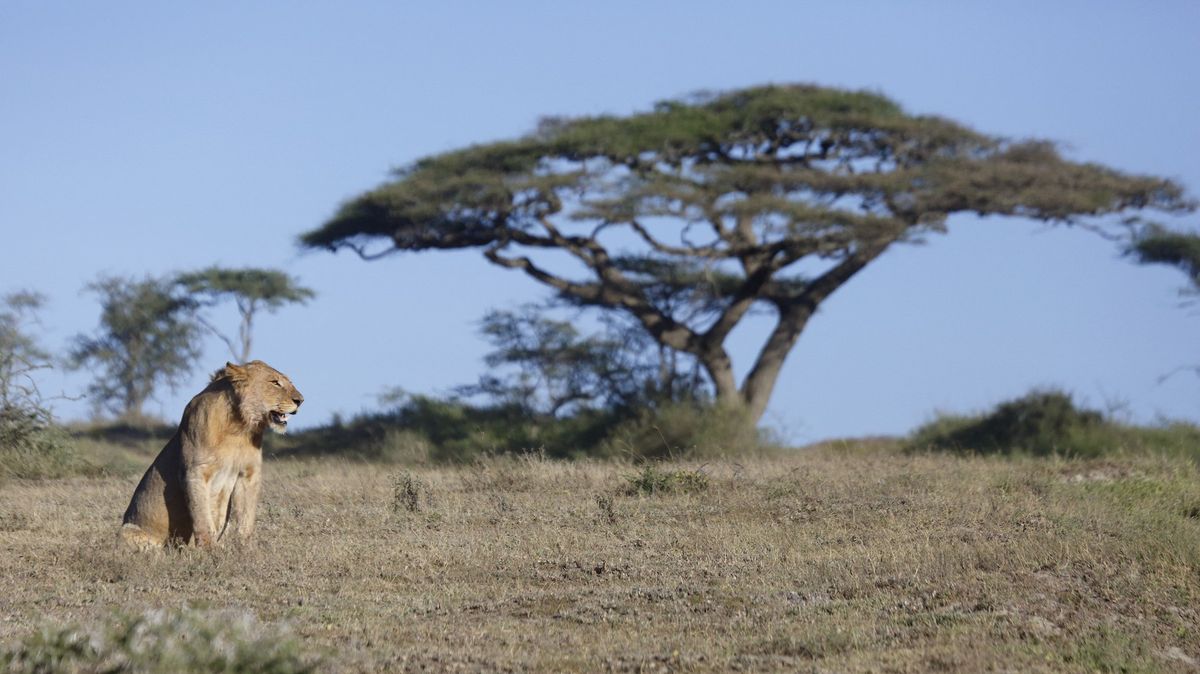 Mravenci brání lvům v úspěšném lovu zeber